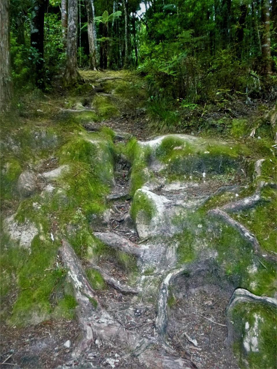 Bed and Breakfast Kauri Nest Вангерей Екстер'єр фото